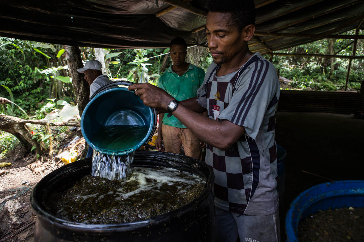 Colombia''s Coca Paradise 