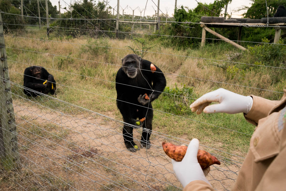 Chimpanzees Without Borders/Please Do Not Use