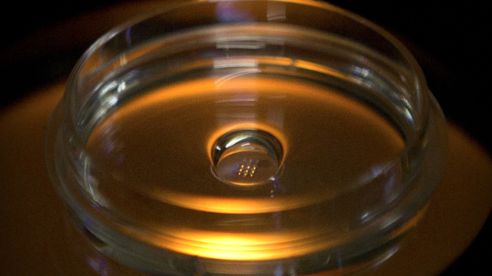 In this Oct. 9, 2018 photo, a microplate containing embryos that have been injected with Cas9 protein and PCSK9 sgRNA is seen in a laboratory in Shenzhen in southern China''s Guangdong province