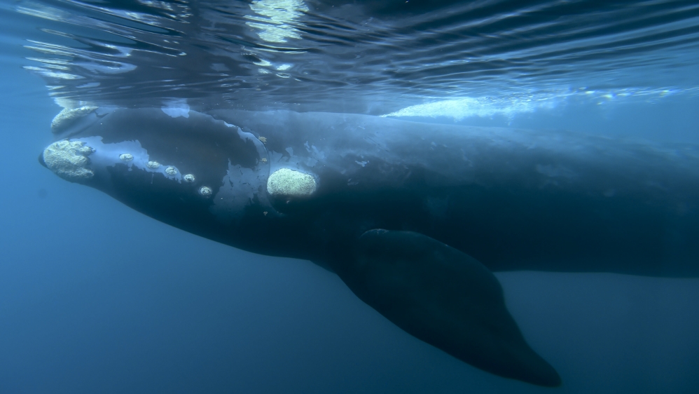 ARGENTINA BRAZIL WHALING CONFERENCE