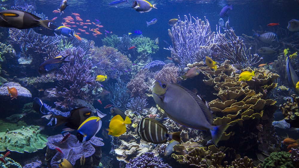 Sea Life