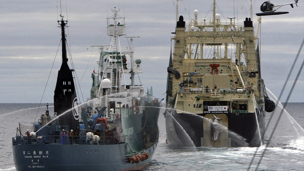 Japan whaling