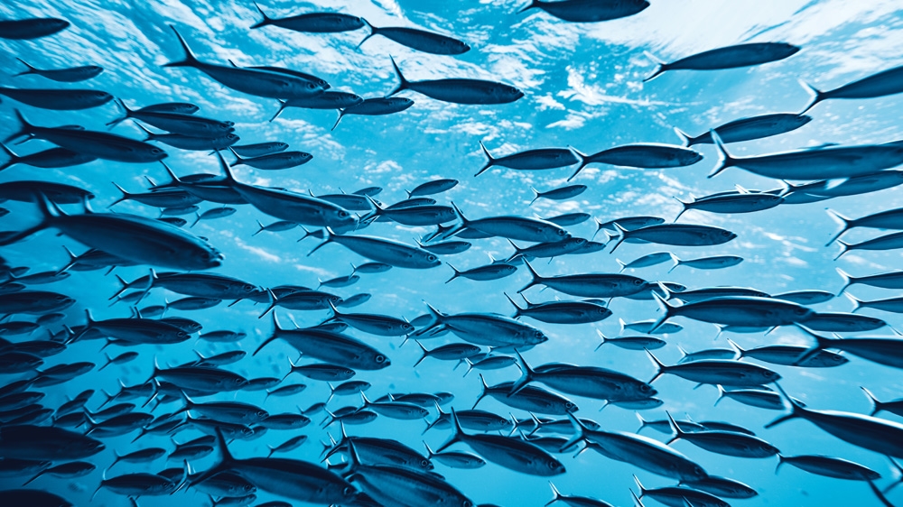 Fish in the Sea 