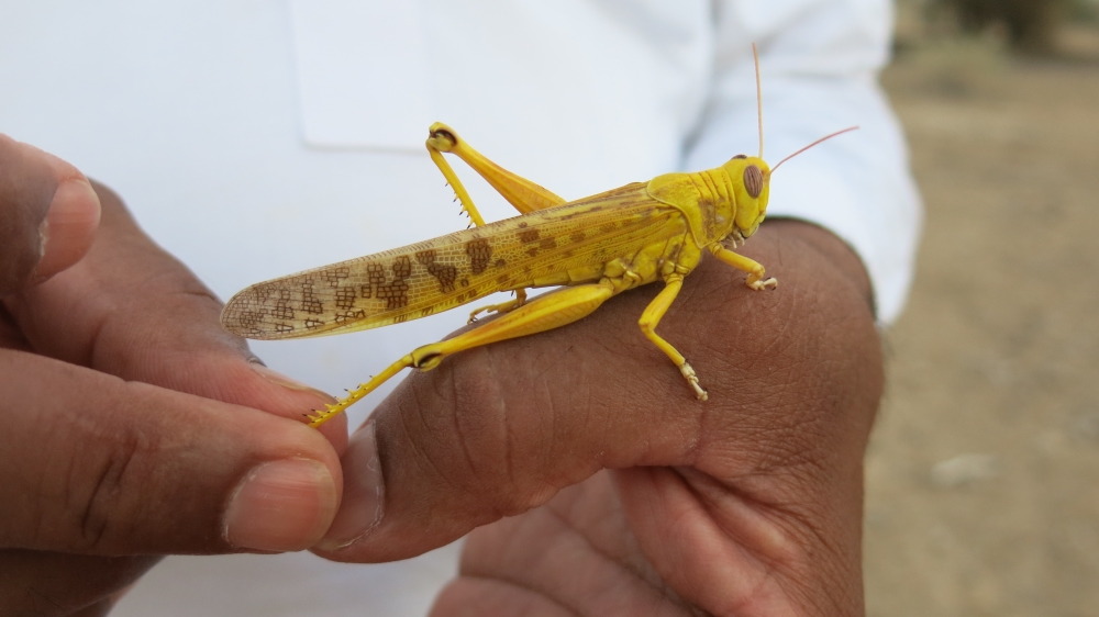 Pakistan locusts