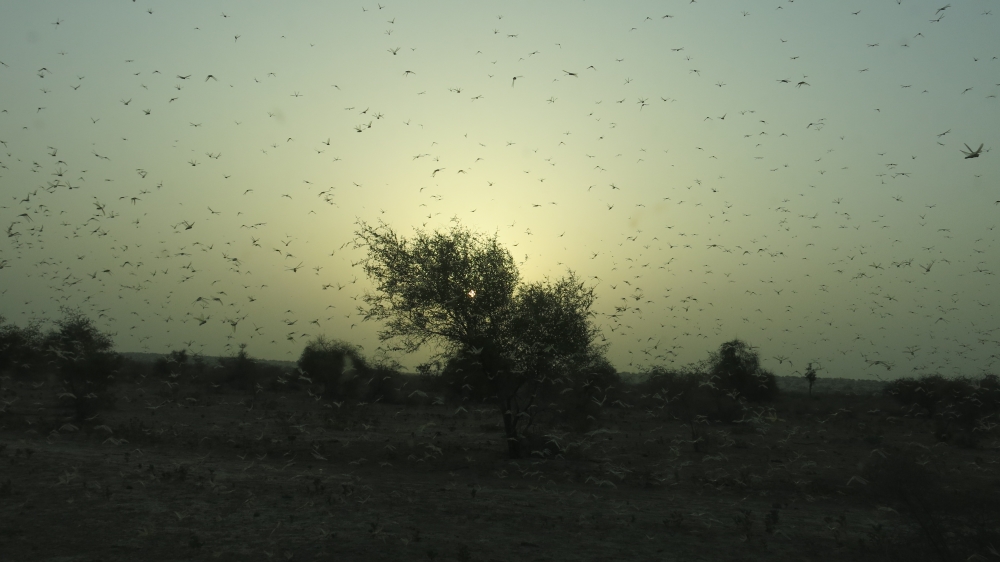 Swarms of locusts like these from the Middle East threaten the livelihoods of thousands of farmers