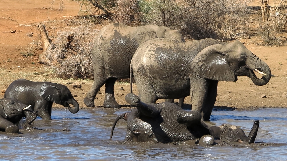 Elephants