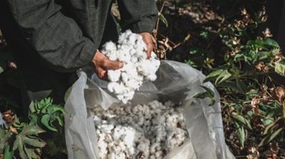 Kotn works with 350 farms across Egypt giving farmers guaranteed pricing and subsidies in forms of agricultural consulting and fertilisers [Courtesy Kotn]