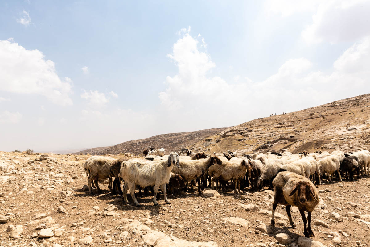Unable to use the direct access road, local herders, suffer financial losses as price of the fodder went up.
