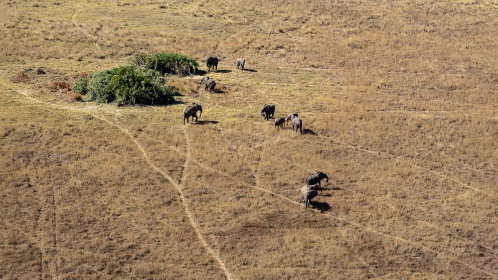 Elephants roam about in in Botswana’s Okavango Delta