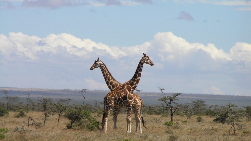 Giraffes