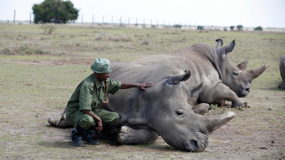 Northern White Rhinos - reuters
