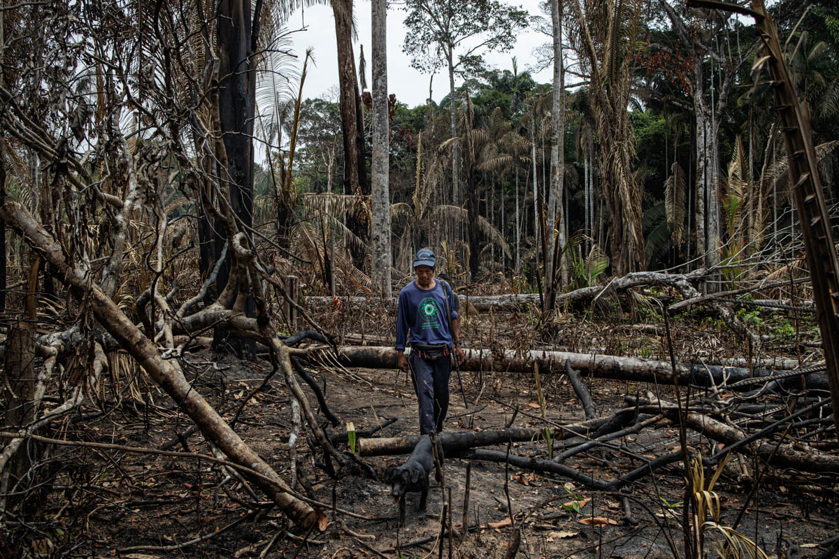 The Brazilian Amazon Rainforest