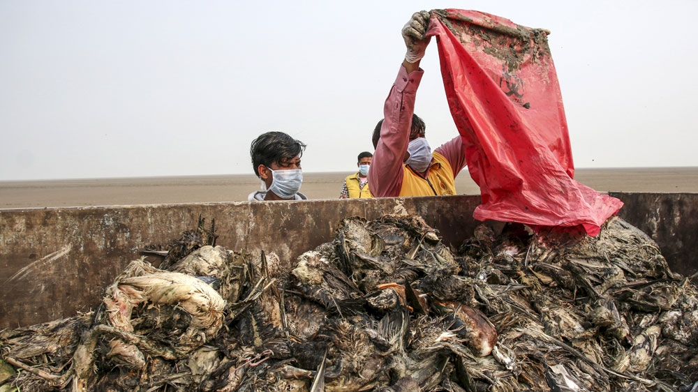 India dead birds