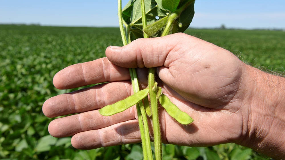 US soya beans