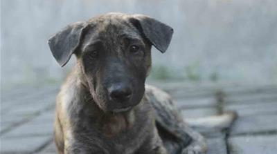 Indonesia dogs