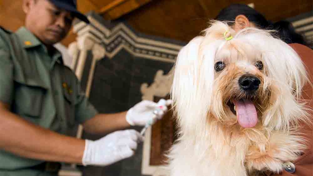 Indonesia dogs