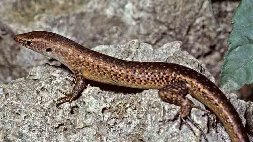 Australia extinct