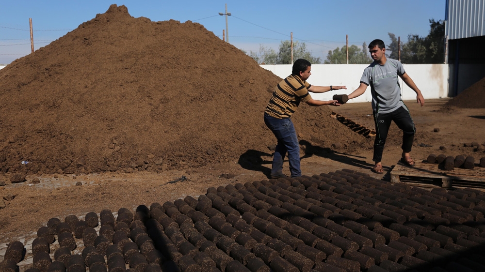 Gaza Olive Story