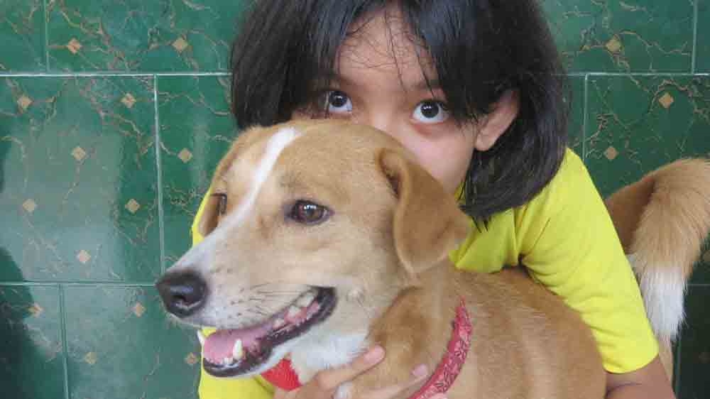 Indonesia dog