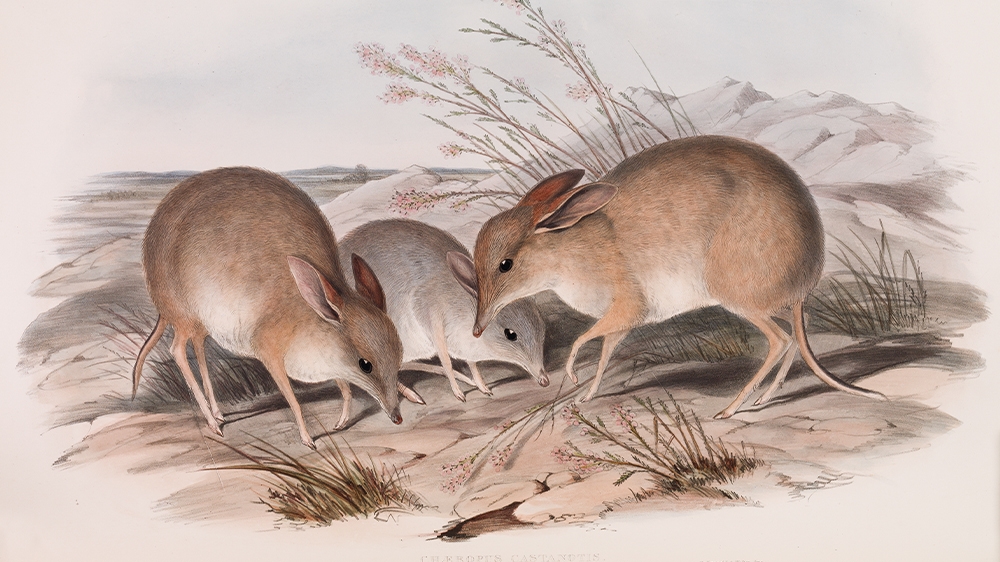 Australia extinct