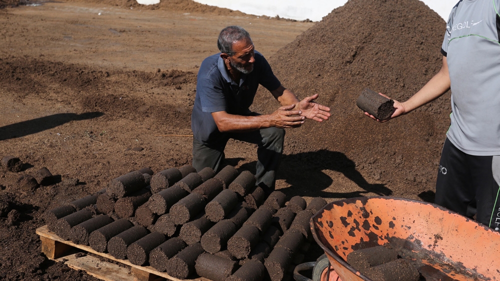 Gaza Olive Oil