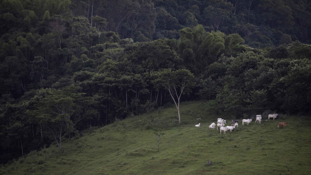 Amazon forest