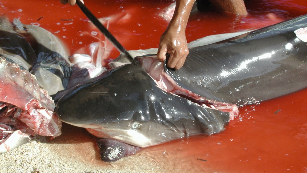 Shark Fin
