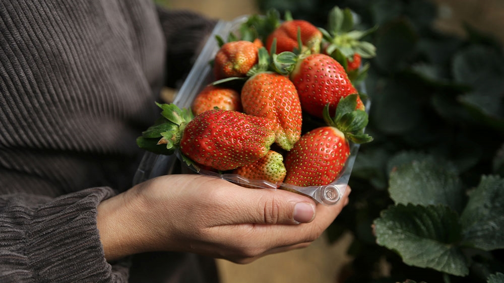 Gaza strawberries