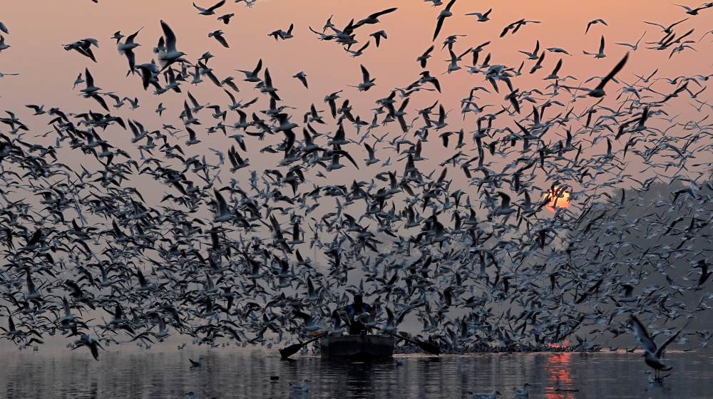 A man rides a boat as seagulls fly over the waters of the river Yamuna early morning in New Delhi, India, November 21, 2018. REUTERS/Anushree Fadnavis TPX IMAGES OF THE DAY