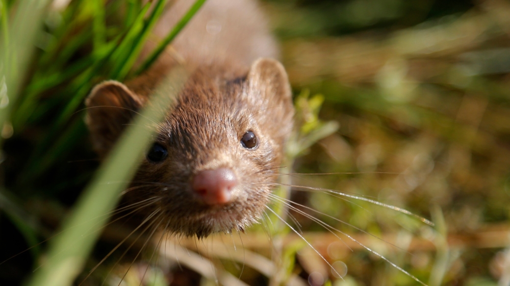 mink coronavirus