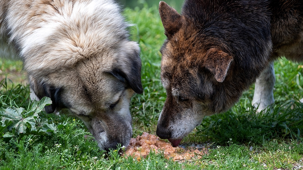 Greece dogs