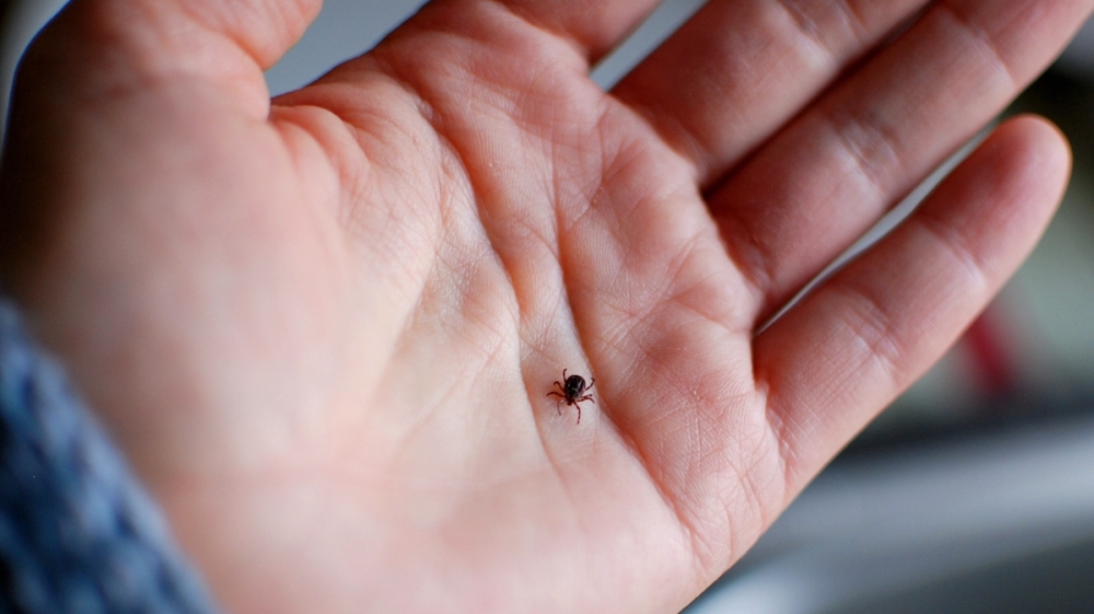 Lyme disease