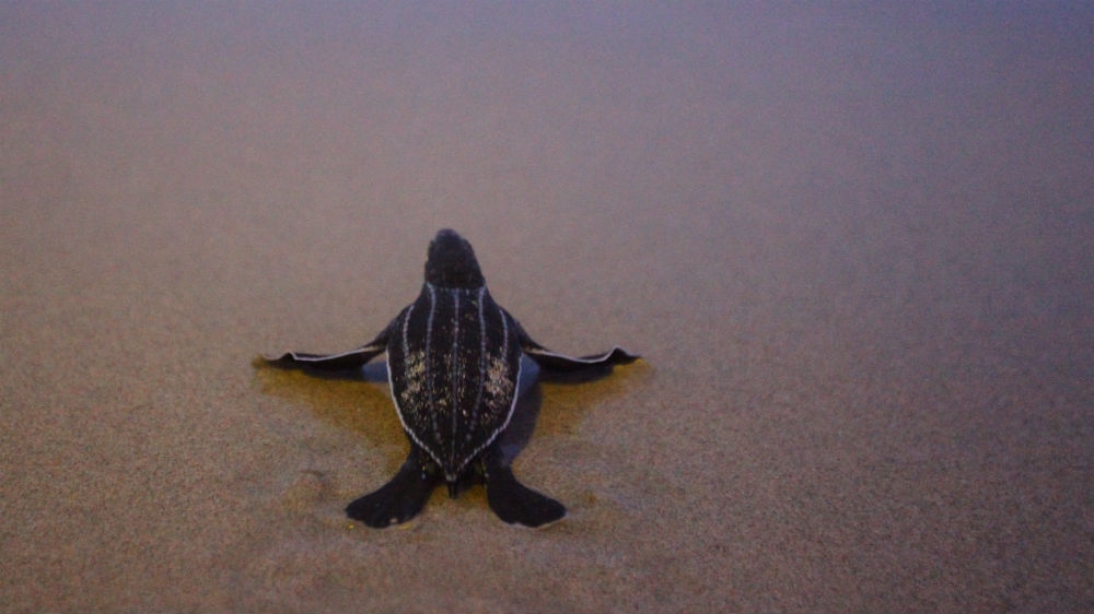 Thailand turtles 