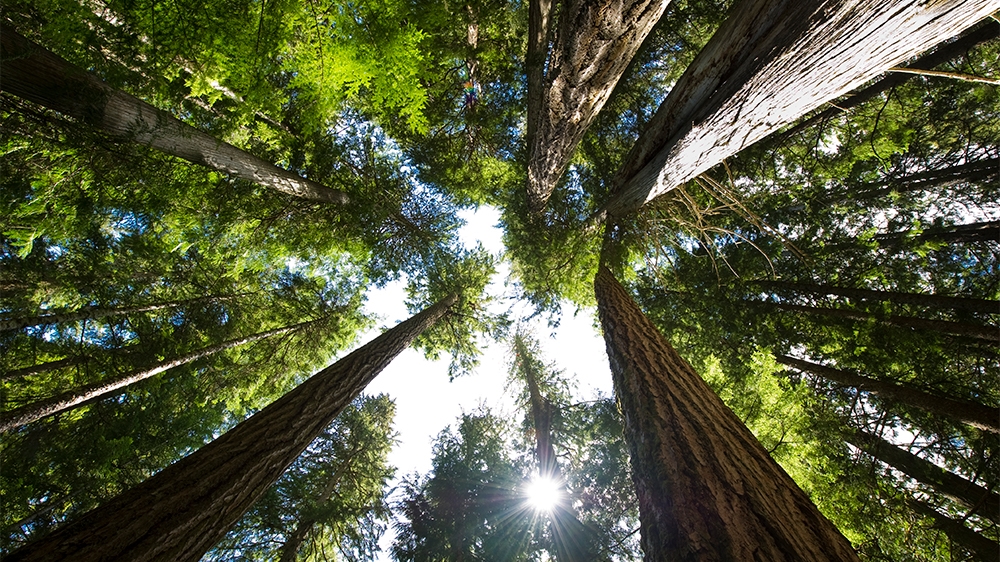cedar trees british columbia