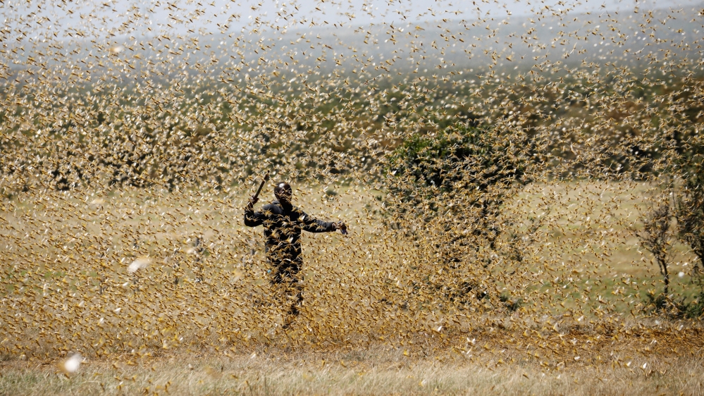 A man attempts to fend-off a swarm of desert locusts at a ranch near the town on Nanyuki in Laikipia county