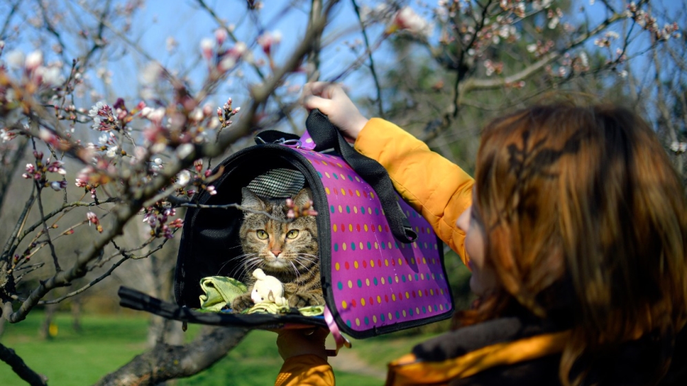 Coronavirus - cats