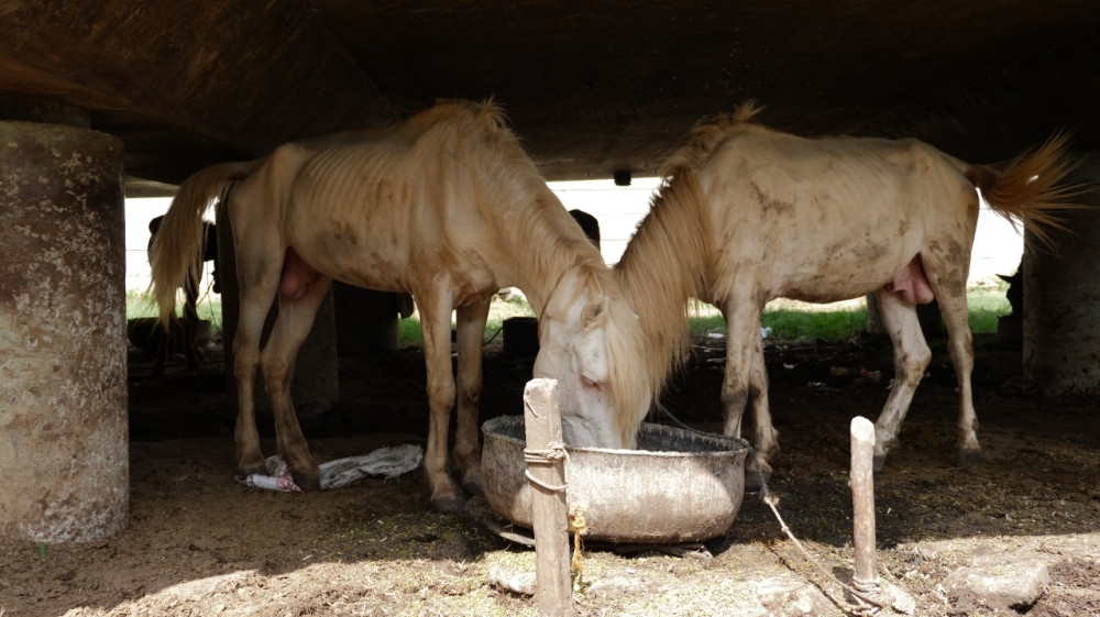 Horses - Indonesia