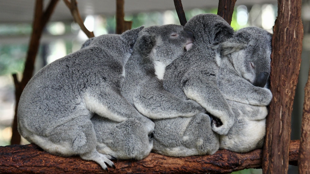 Australia zoo