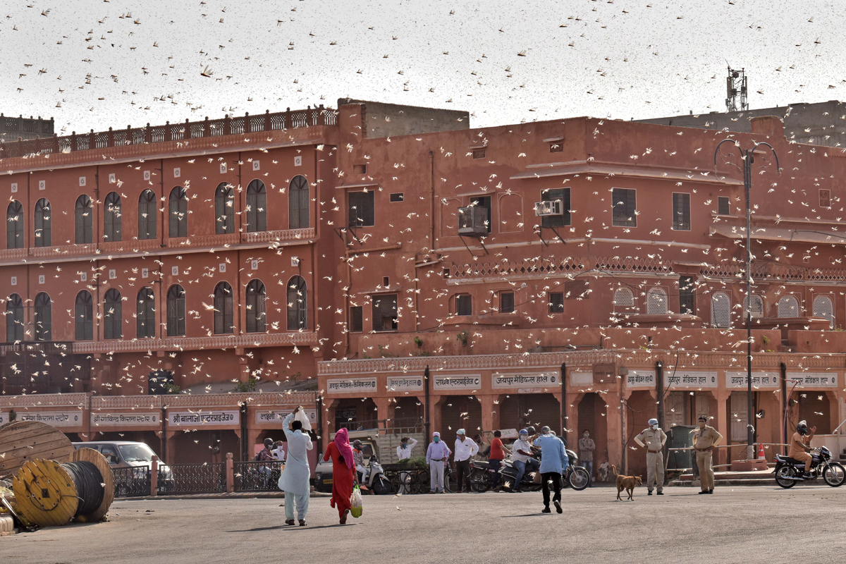 Swarms of locust attack in the walled city of Jaipur, Rajasthan, Monday, May 25, 2020. More than half of Rajasthans 33 districts are affected by invasion by these crop-munching insects.(Photo by Visha