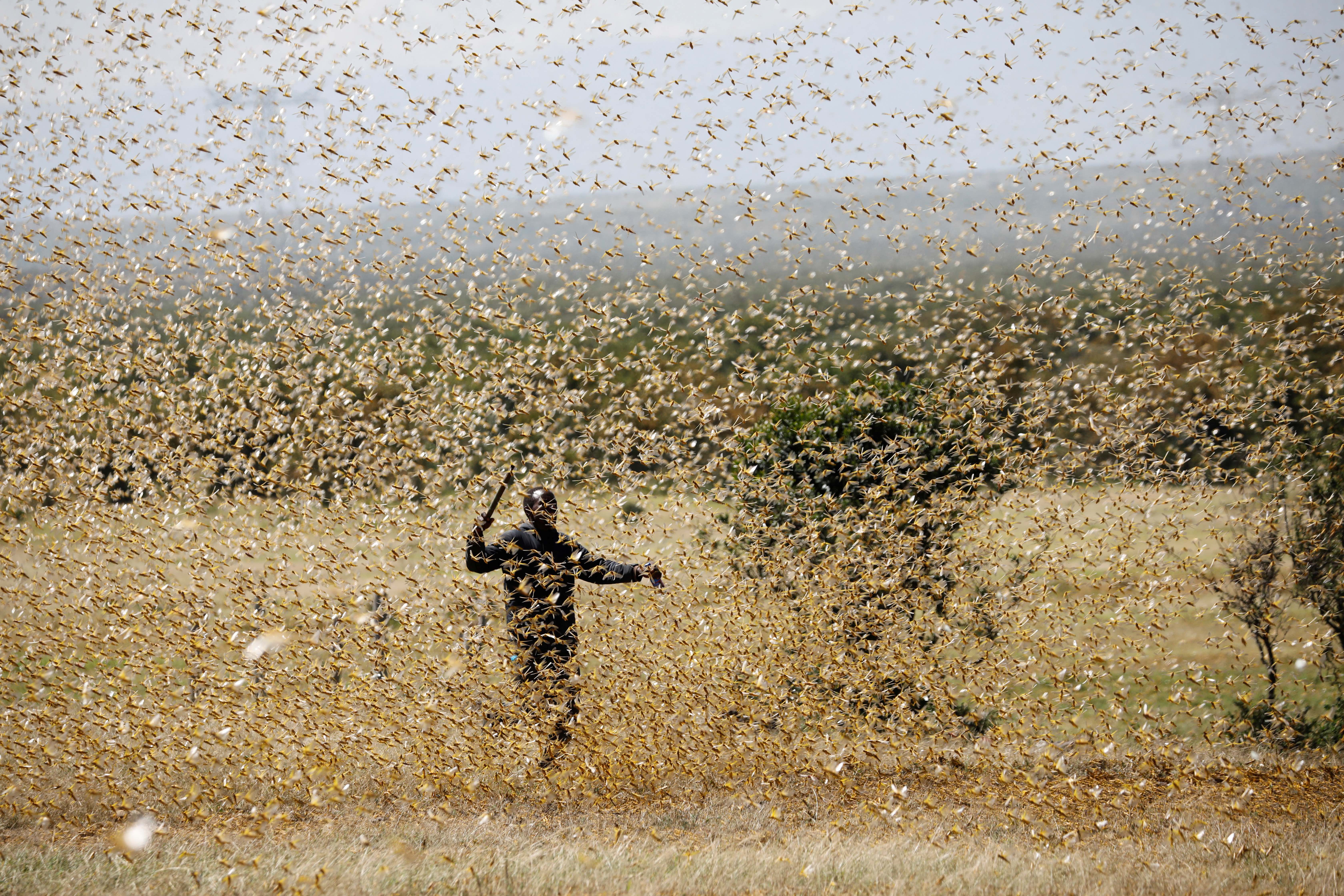 A man attempts to fend off a swarm of desert locusts at a ranch near the town of Nanyuki in Laikipia county, Kenya