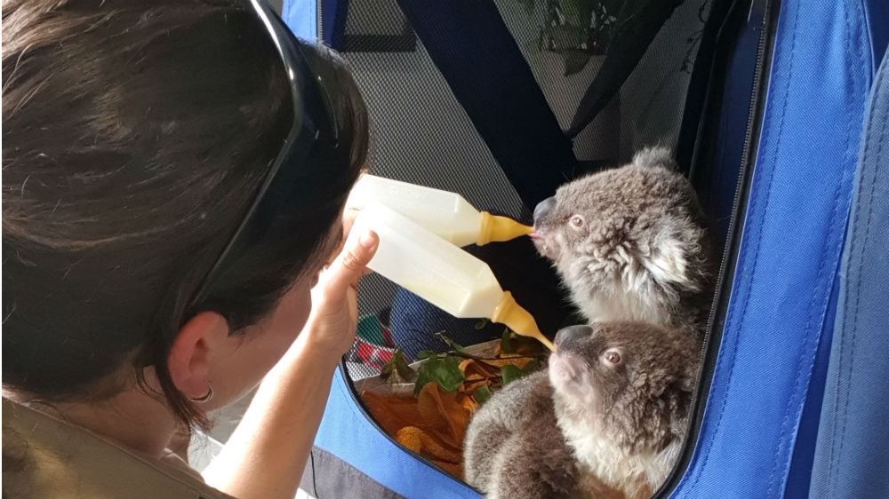 Australia zoo