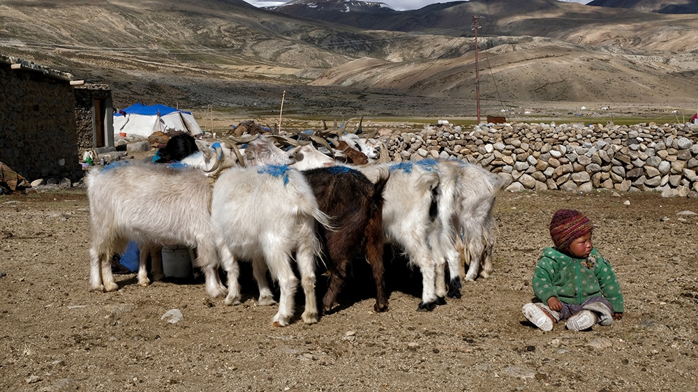 cashmere production 