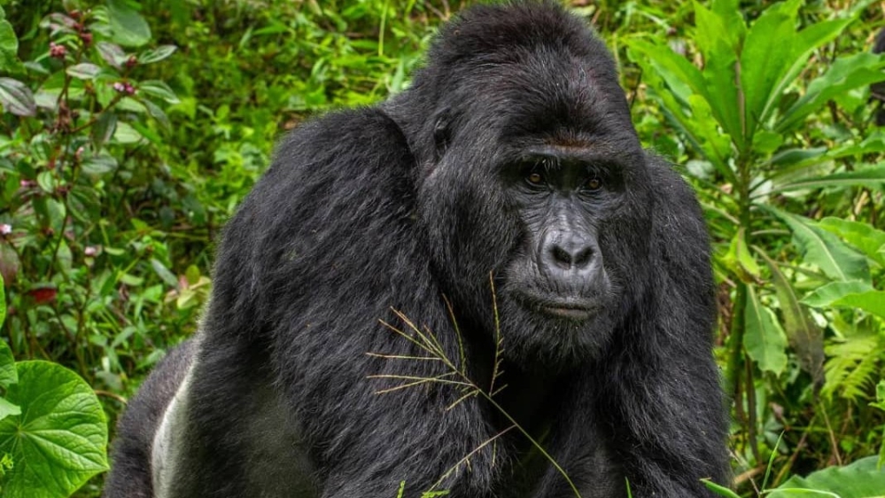 Uganda gorilla