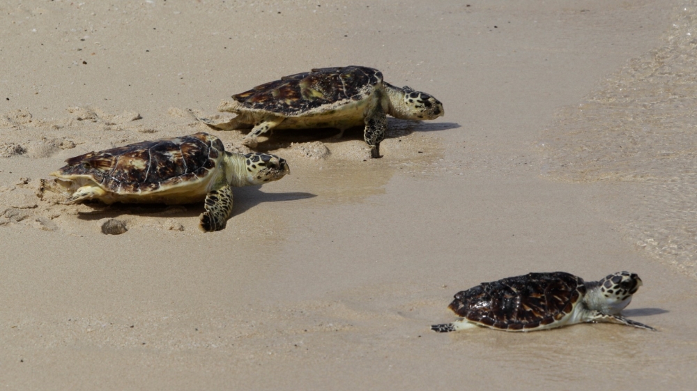 Hawksbill Turtle