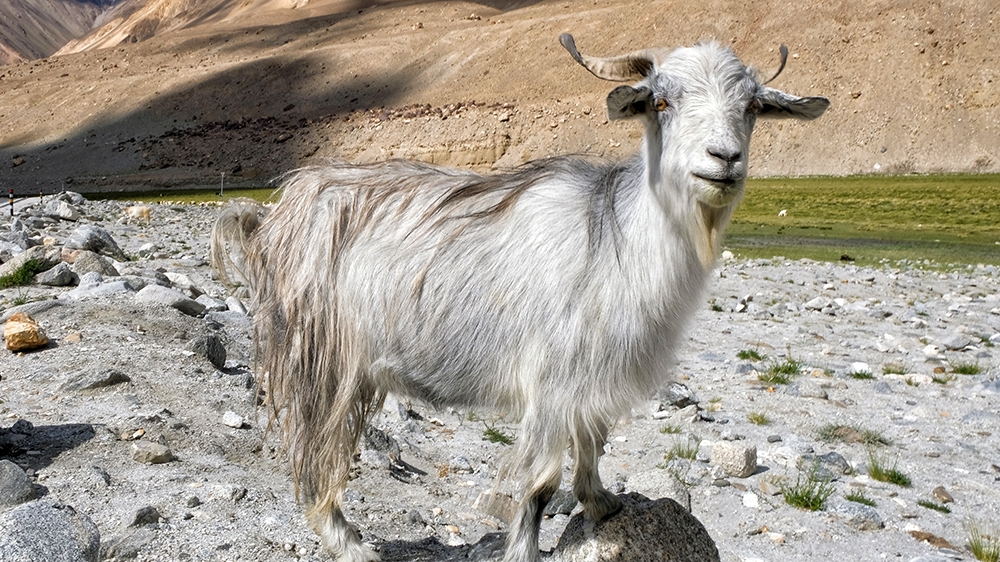 cashmere production