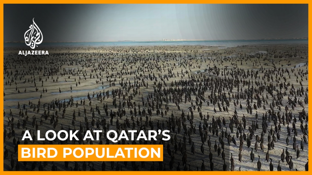 A look at Qatar’s bird population