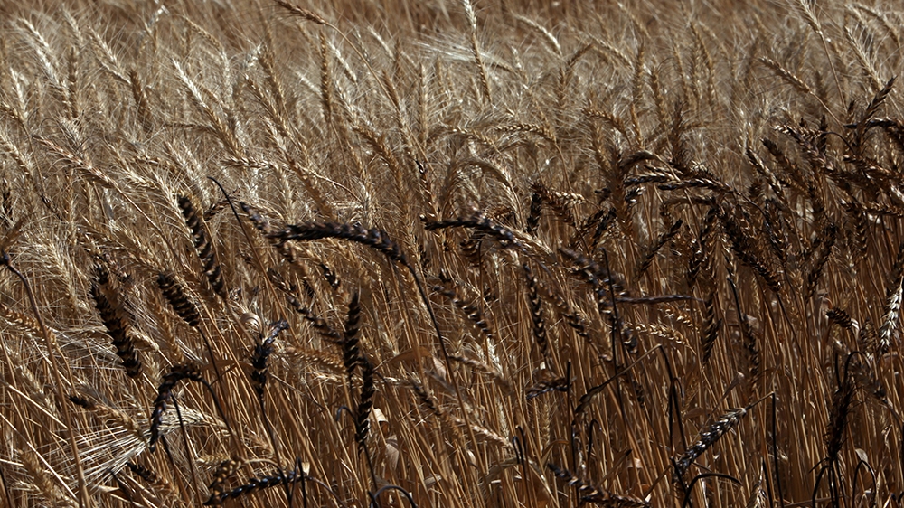 Iraq farms