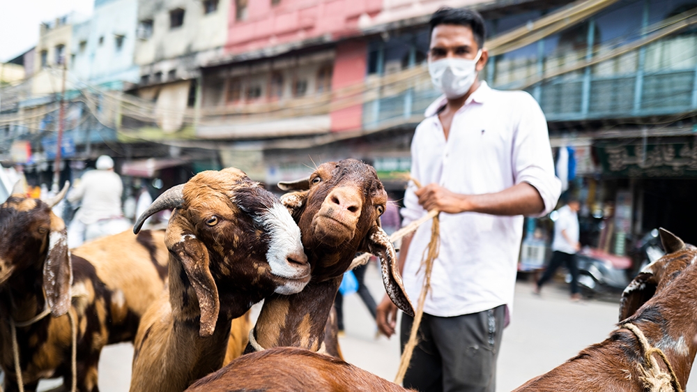 animal sellers online