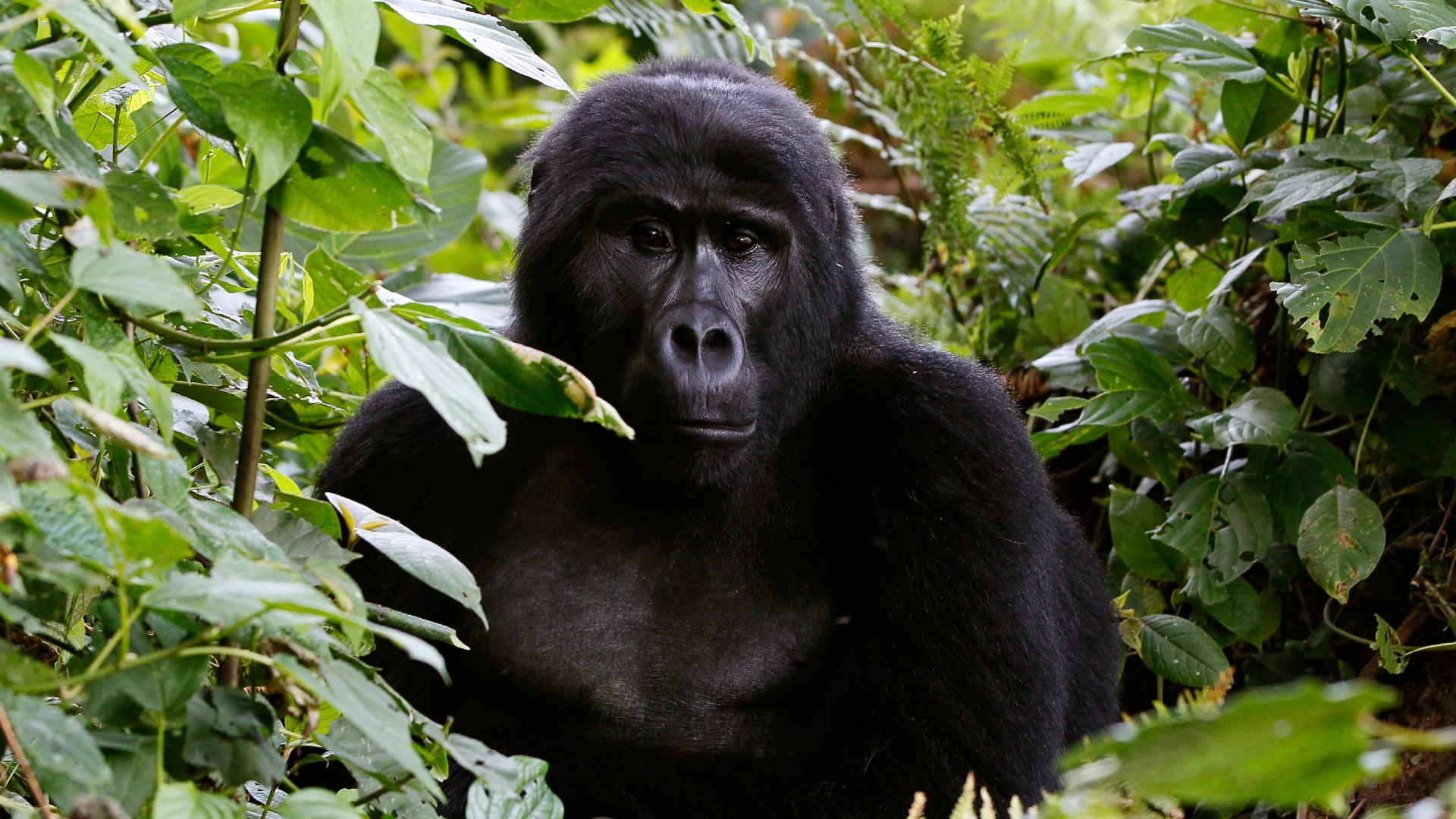 Green Read gorillas