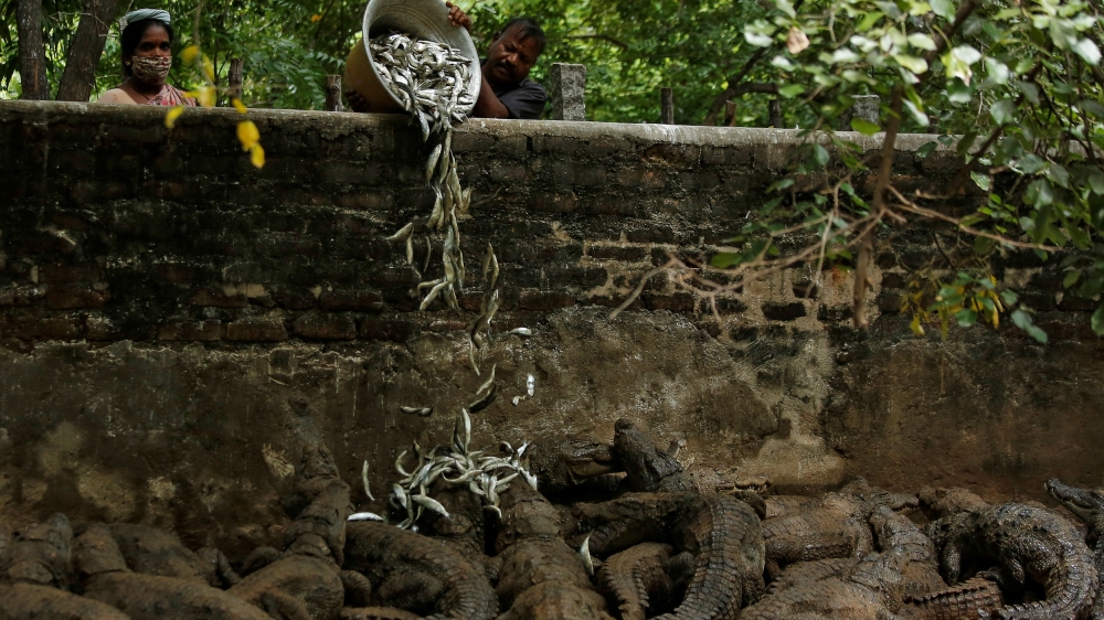 India Crocodiles
